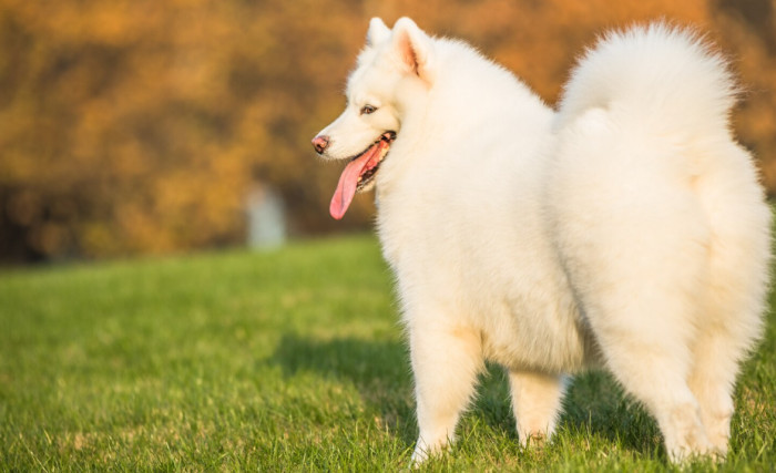 Best White Dog Names