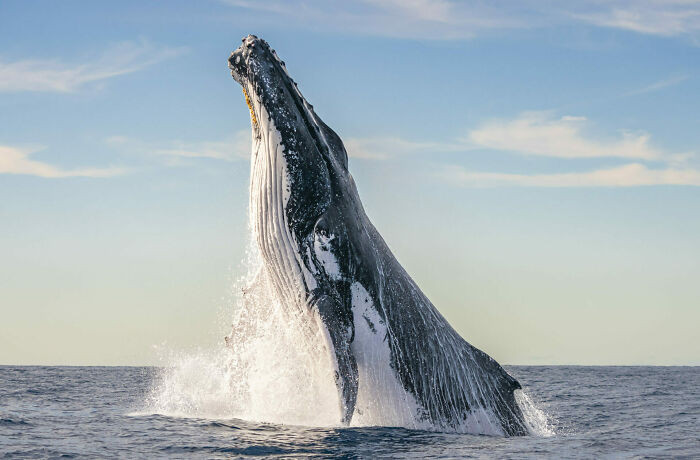 Finalist Wildlife Photographer Of The Year 2024 - Clayton Harris