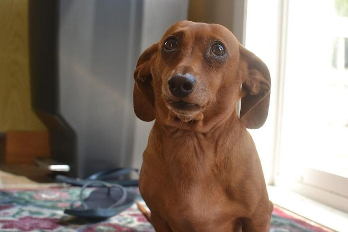 "People Say My Wiener Dog Looks Like Dobby"
