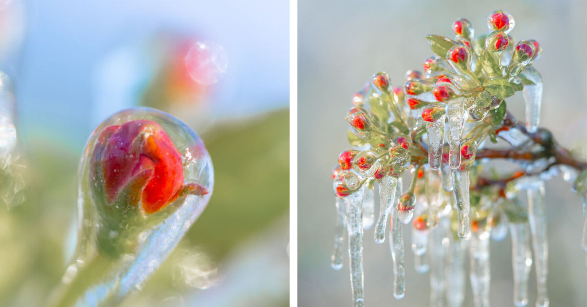 Captivating Close-Up Shots Of Frozen Flowers In The Netherlands