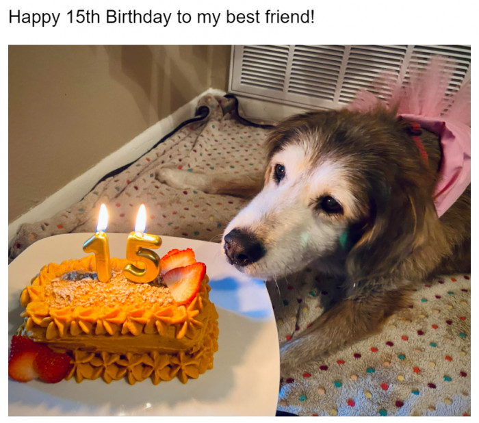 5. This sweet doggo is 15 years old! We hope they loved the cake.