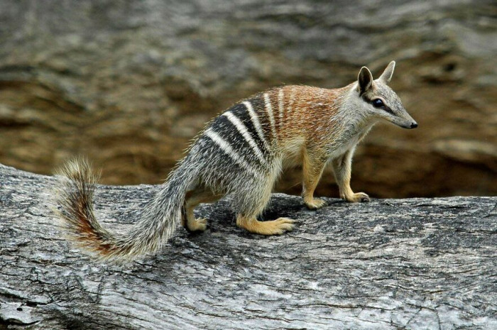 The Numbat (Myrmecobius Fasciatus), An Small Endangered Australian Marsupial That Eats Almost Exclusively Termites