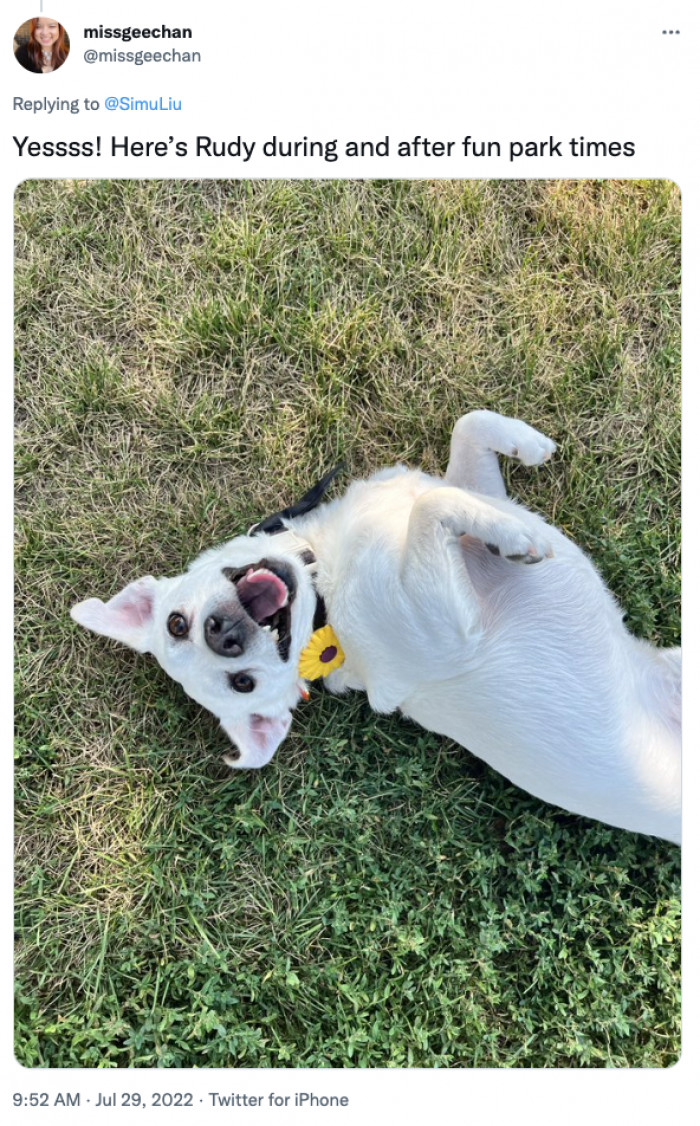 2. Rudy definitely looks like the happiest dog on the planet right now.