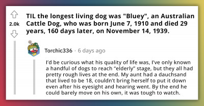 Redditors Learn About The Longest Living Dog, "Bluey," An Australian Cattle Dog, Who Died At 29 Years Of Age