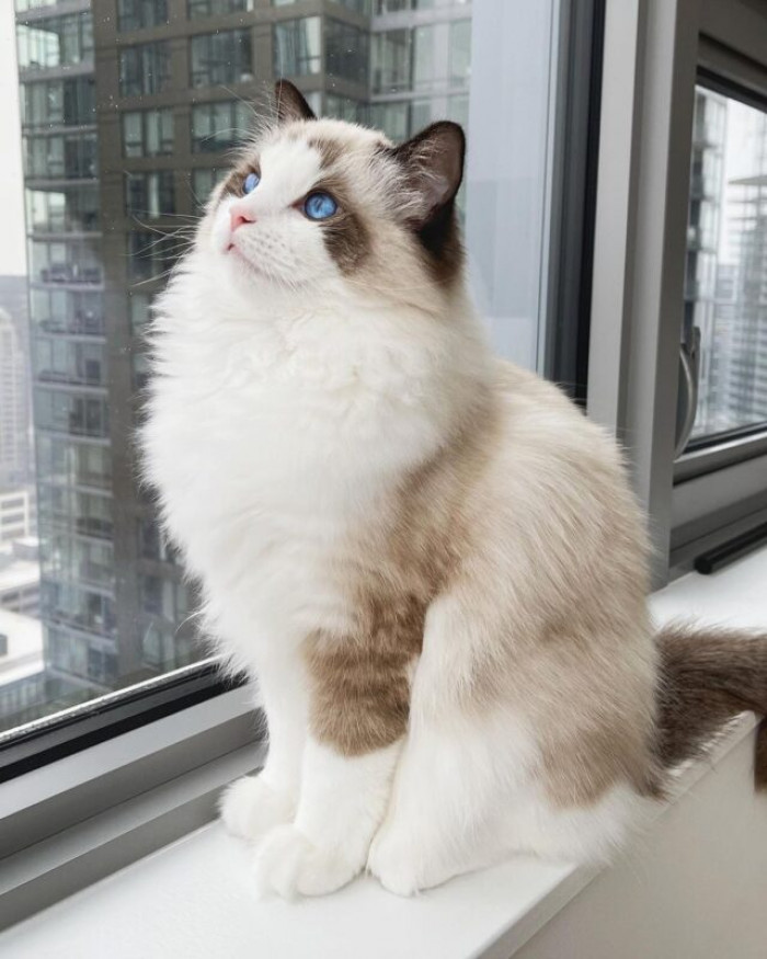 Let's learn more about this cute kitty by looking at her social media posts! Ena lives in Seattle, Washington, and she enjoys looking out her window at the city!