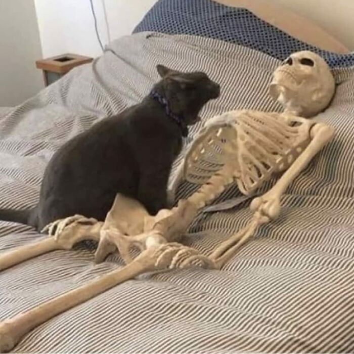 23. How cat owners will spend their eternity