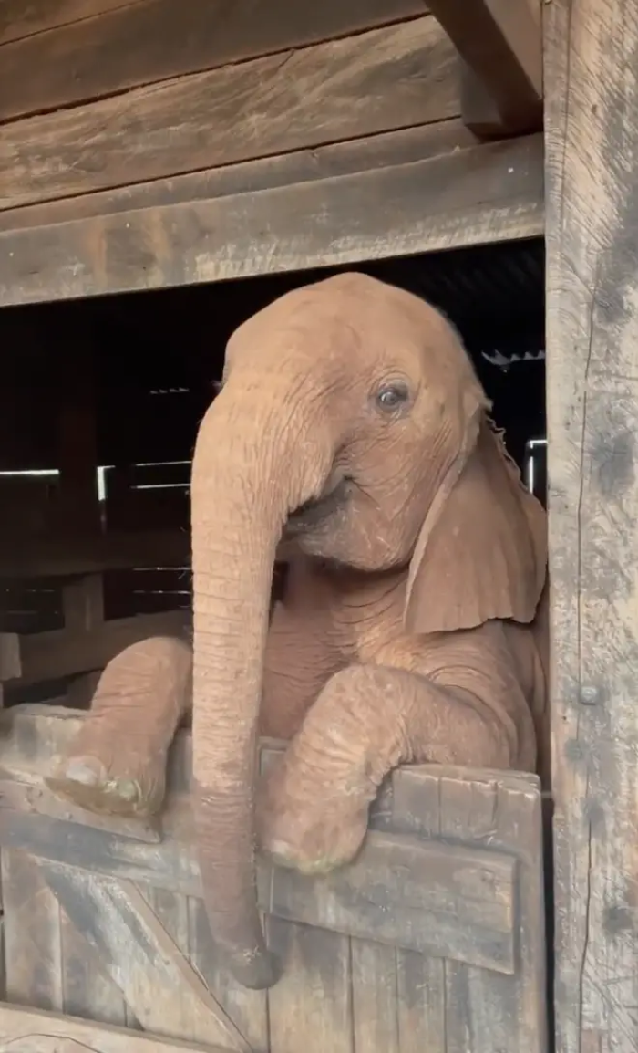 The famous elephant's name is Kinyei, and we hope to see much more of her.