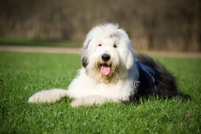 11. Old English Sheepdogs