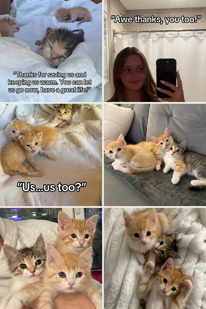 6. From freezing and fragile to cozy and adopted. These three kittens got their happy ending
