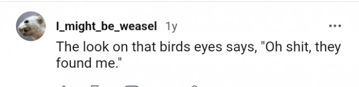What the bird's eyes say