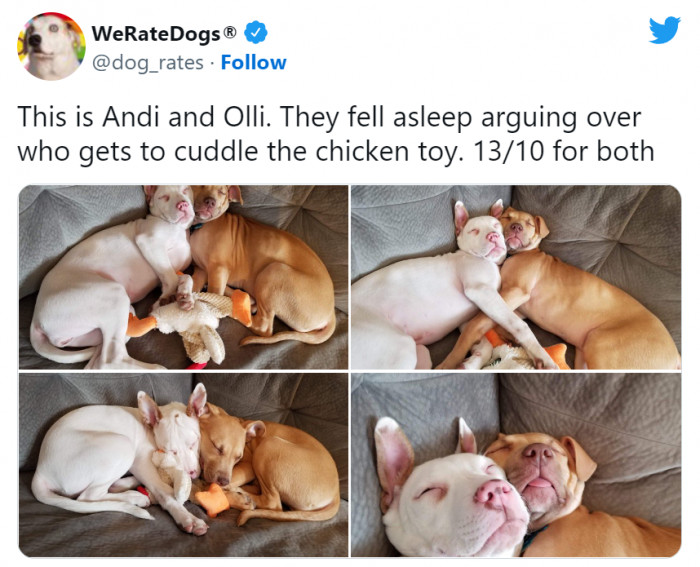 4. They fought over who gets the cuddle toy. The ending is sweet.