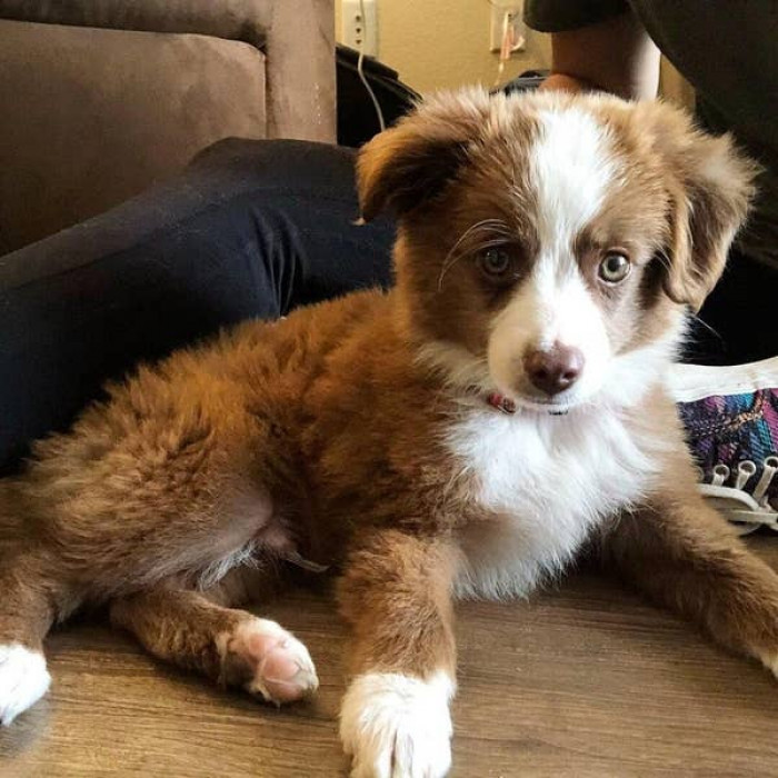 12. "It took 25 years, but I finally landed myself the little man of my dreams. Meet Ollie."