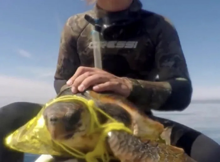 Thankfully, the two jet skiers cut it free and watched as it enjoyed freedom once again