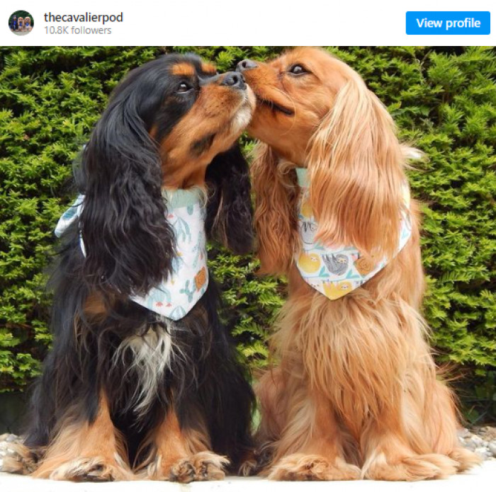 14. Denver and Oakley, the internet's cutest couple.