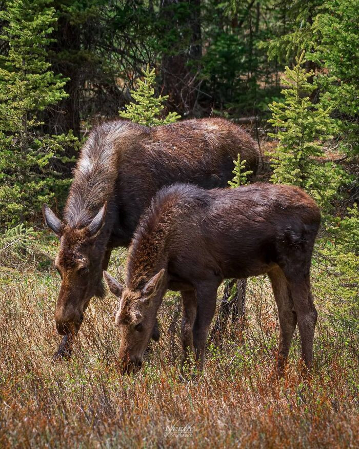 "Moose and their babies like to hang out around the highways because there is a much lower risk of predation. It's good for everyone as long as you drive slowly."