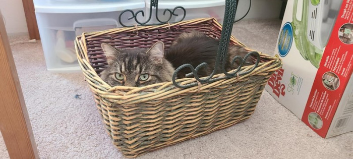 1. A very nice-looking basket with an even nicer-looking cat sitting comfortably inside of it