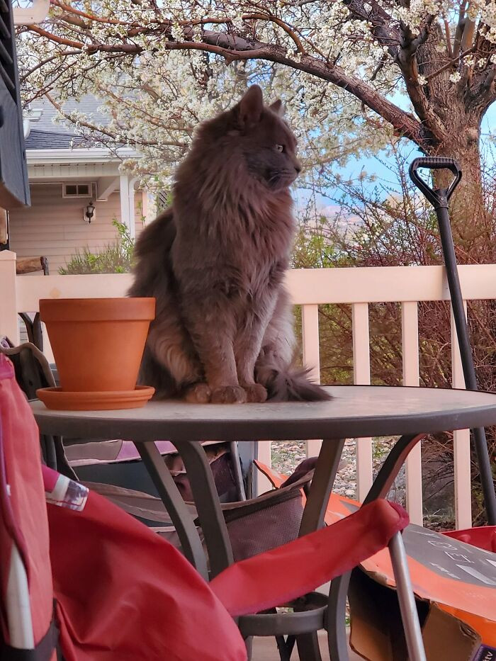 Meet Romeo; he’s as cute as they come