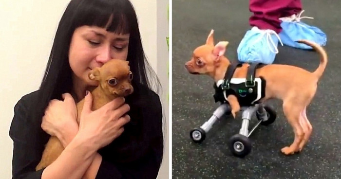 The workers quickly became fond of Daffodil and her personality, seeing past her missing body parts and giving her another chance at life. They even provided her with a custom-fitted wheelchair!