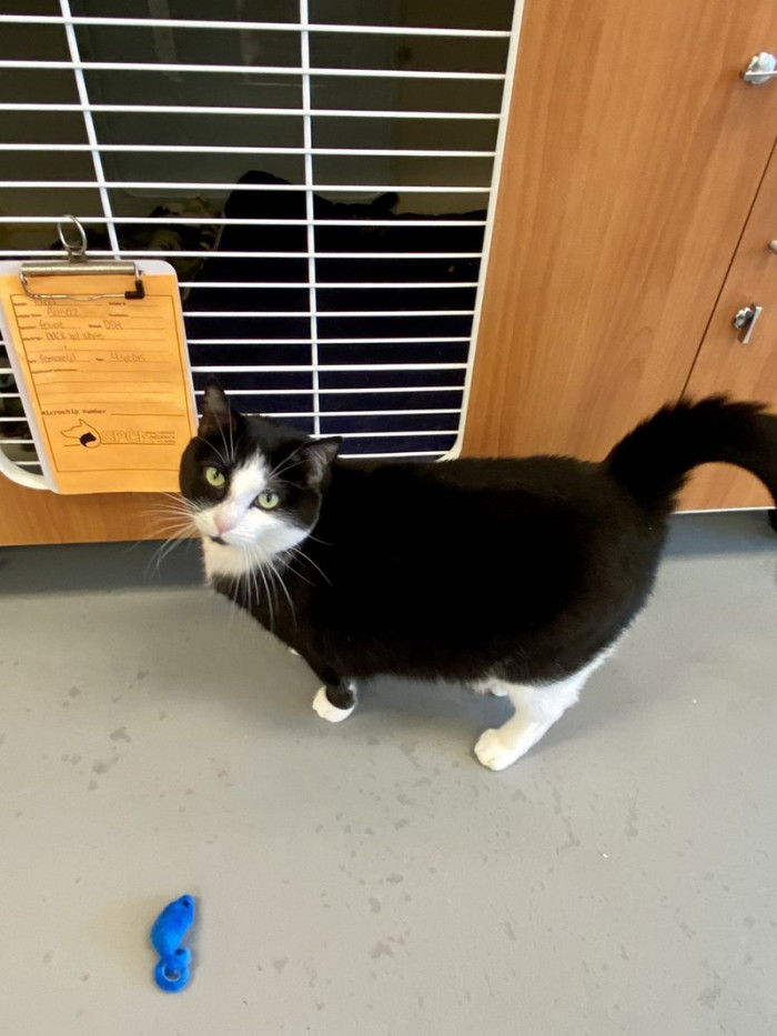 Bitty needs a home where she can be the impromptu center of attention