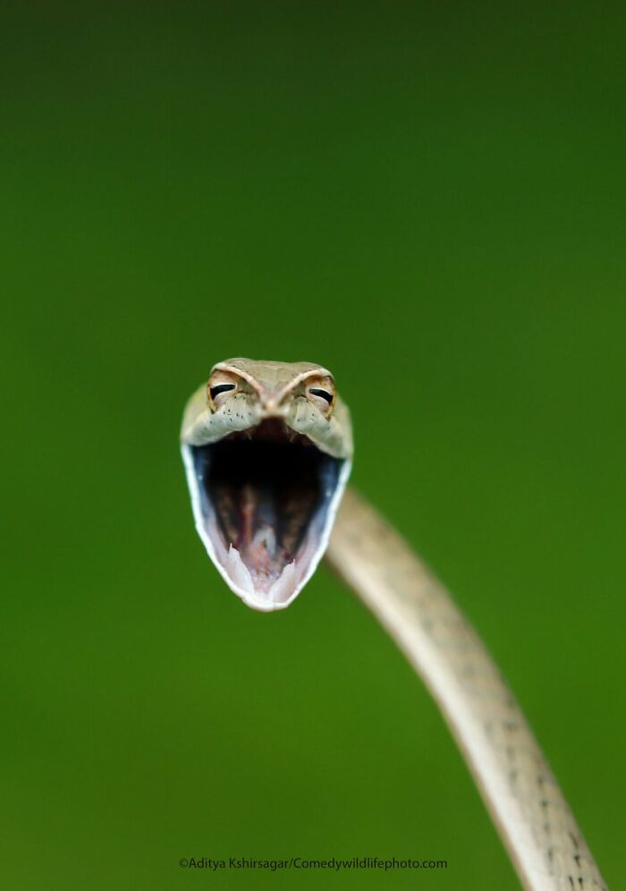 Laughing Snake By Aditya Kshirsagar