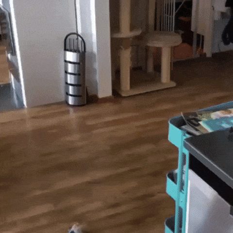 1. Just a normal day with a husky.