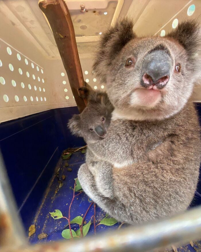 "Mum And Bub Just Saved From Kangaroo Island Fires"