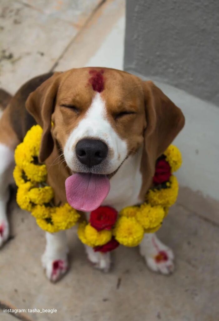 12. Today is all about honoring loyal dogs in Nepal, and she knows she’s the star