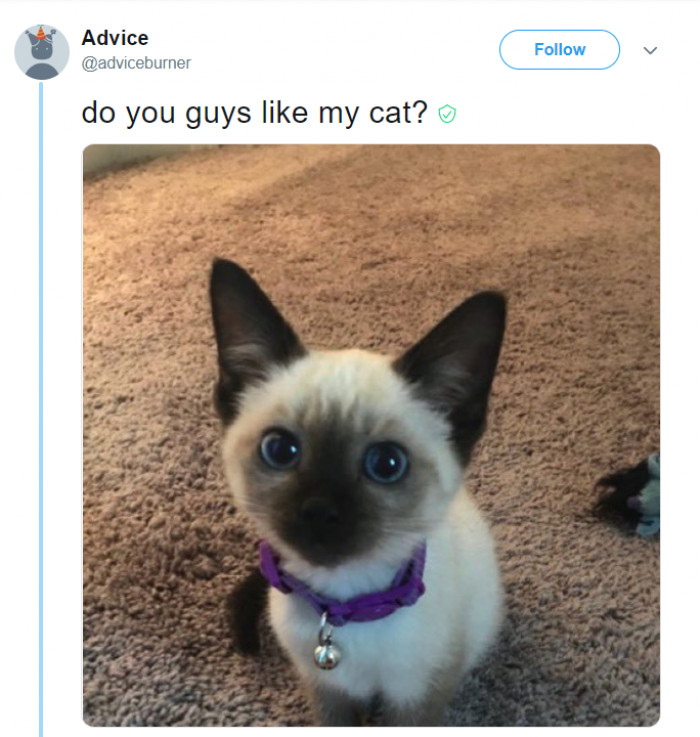 19. We love your cat