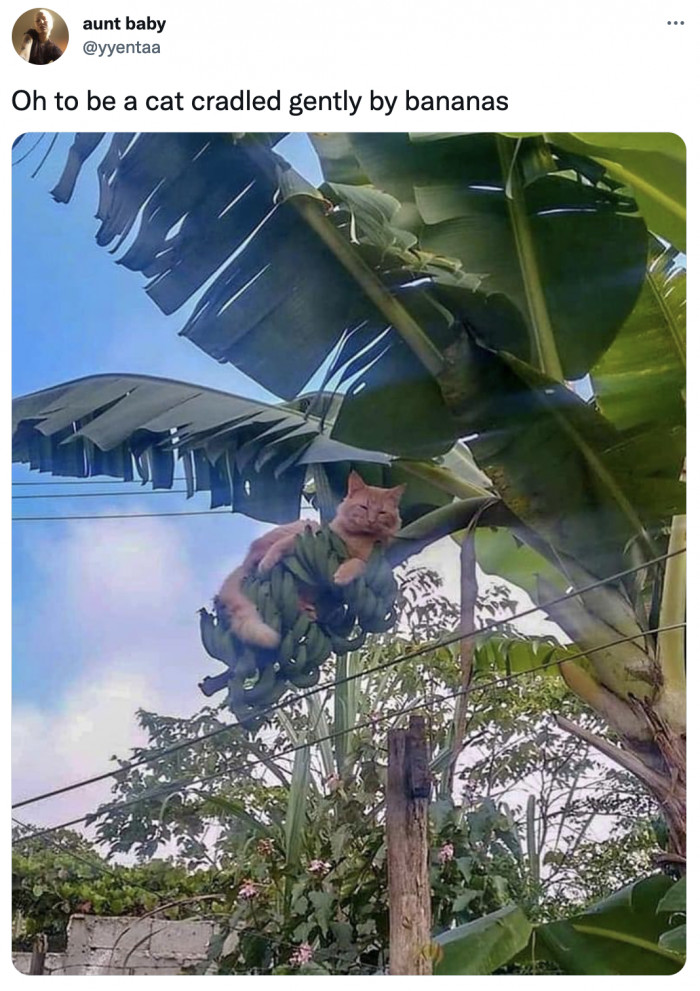 29. It's a new agricultural technique to yield more banana-cats