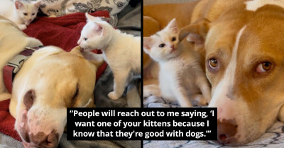 Rescue Dog Who Misses Her Puppies Adopts A Litter Of Tiny Kittens