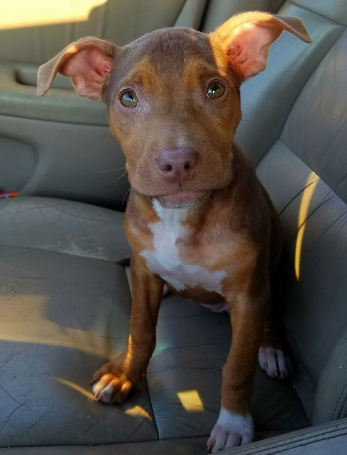 She was adopted by Pibbles & More Animal Rescue after they met her at the shelter