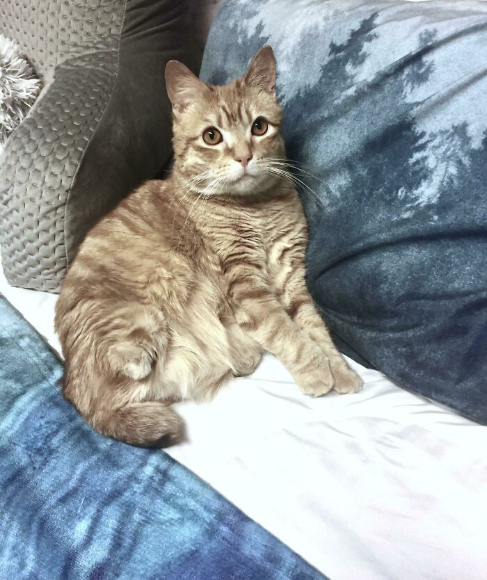 "Love At First Nub: My Special 2-Legged Ginger Boy 💙🐱"
