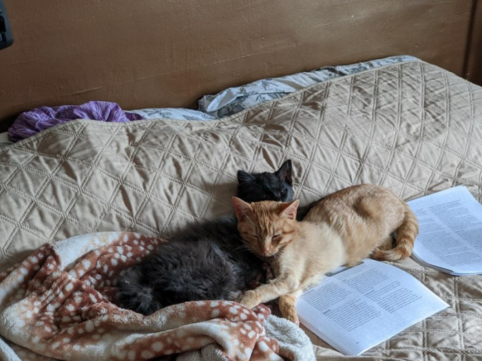 Teddy leaps and squeaks with joy, and starts to play with Joey