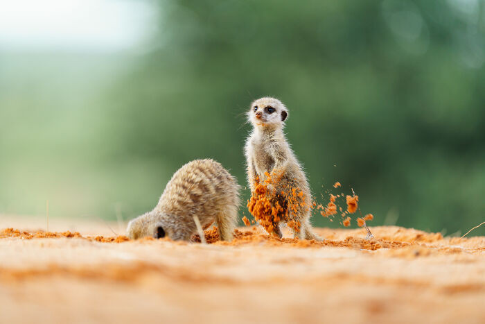 "When Meerkats Dig, The Kalahari Sand Flies!"