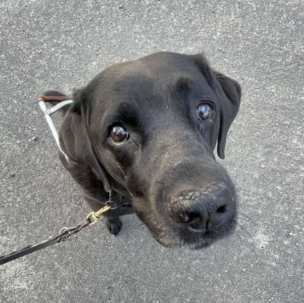 They are taught to potty on command.