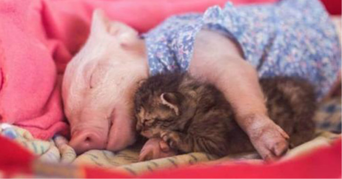 Laura, the rescue piglet, and Marina, an orphaned kitten with special needs, have formed a wonderful friendship