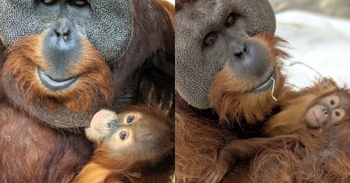 The papa orangutan that defied all the odds