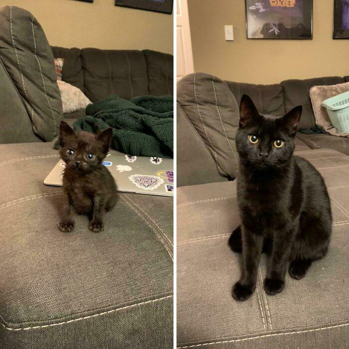 22. My Cat’s Glow Up