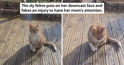 Tabby Cat Is Such a Drama Queen, She Fakes an Injury So Her Mom Can Let Her Come Inside