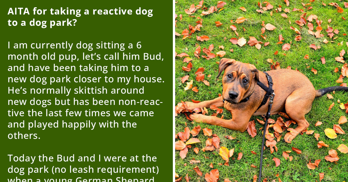 Dogsitter Takes Reactive Puppy To A Dog Park, And It Does Not Go Well