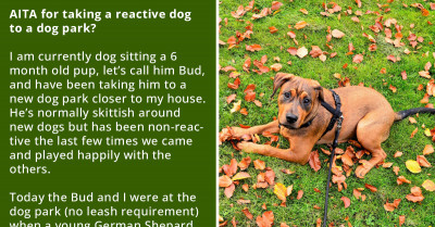 Dogsitter Takes Reactive Puppy To A Dog Park, And It Does Not Go Well