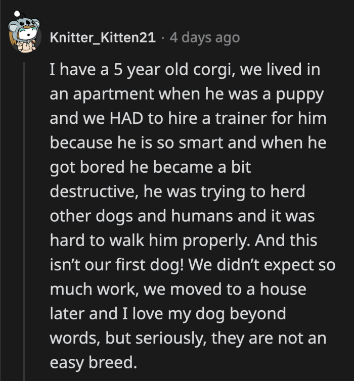 Is OP's girlfriend willing to do the work required of a Corgi owner? She doesn't have the dog yet, but she's already pawning him off to OP.