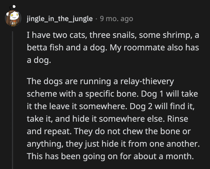 34. Maybe they are competing for the best bone hider