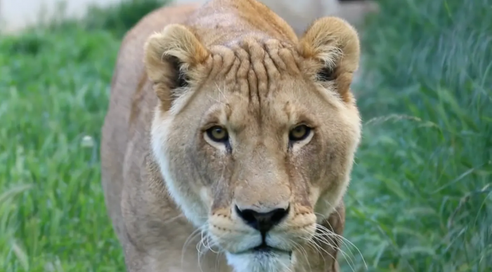 After four years, they finally make it home