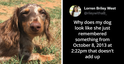 8 Dogs From Twitter That Are Guaranteed To Warm Your Heart And Make You Smile