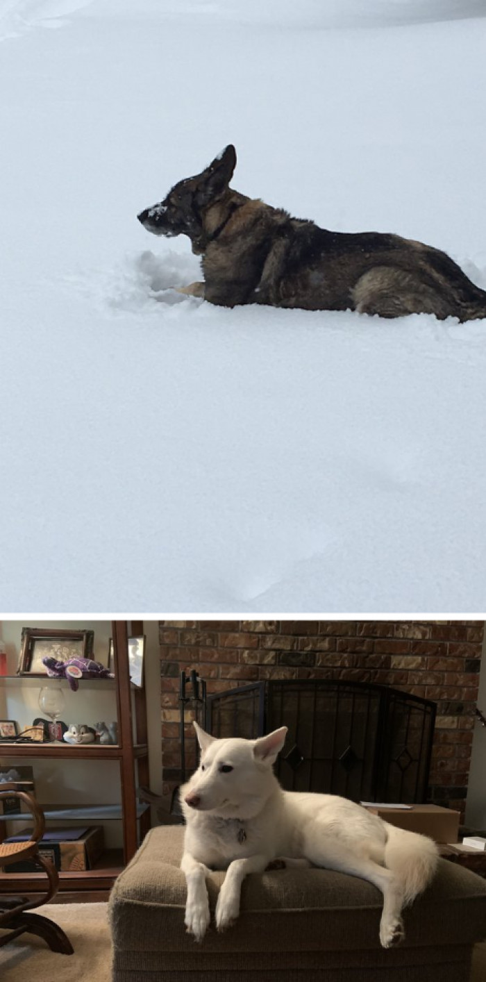 3. Dogs show their love by keeping their humans from danger.