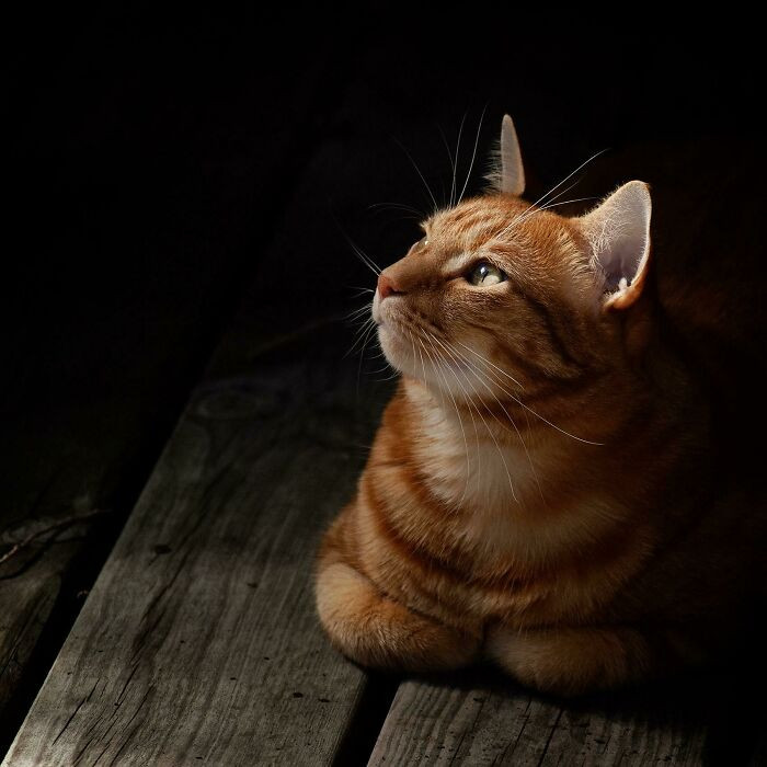 11. Quiet Contemplation Of Universal Truths