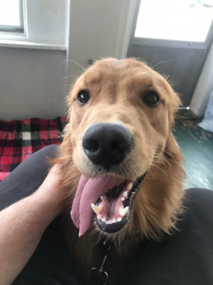 23. "This Happy Boy Ran Inside My House When I Opened My Door Today; Luckily, He Was Microchipped and Taken Home Safely."