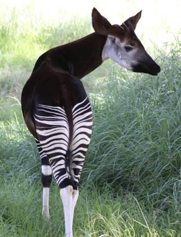 Tiger, plains zebra, striped hyena, and banded mongoose with stripe patterns.