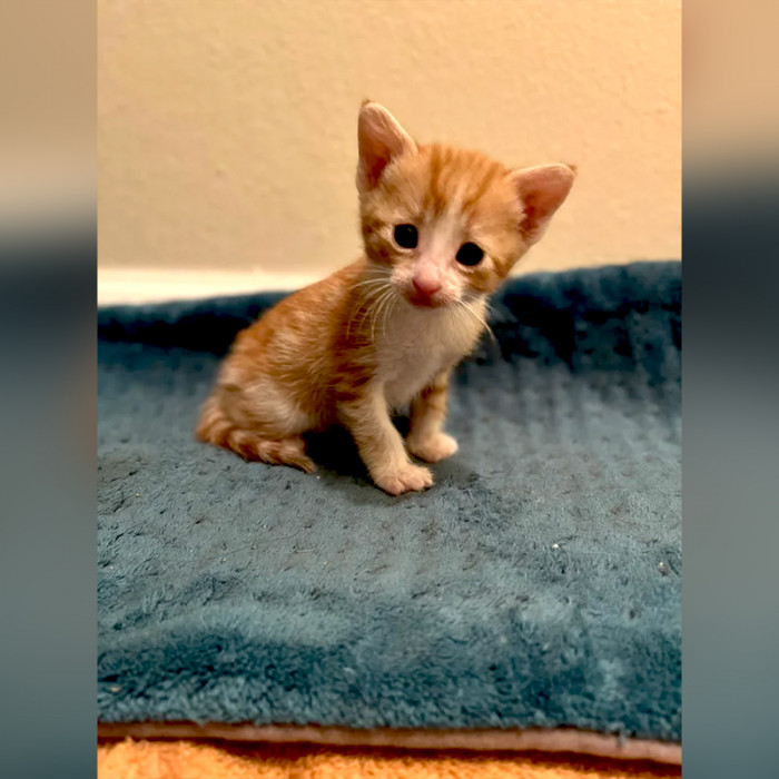 "Angel: apprehended for public adorableness."